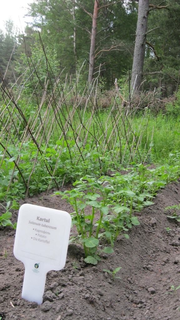 Potato Label from Sassi Jaani farm