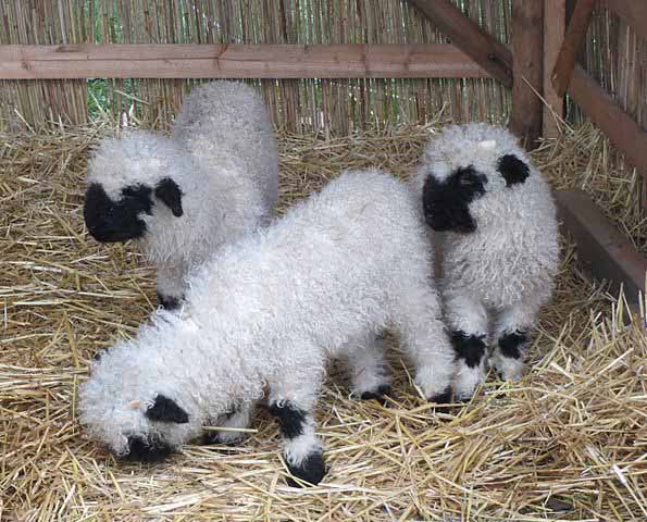 There's no denying that lambs are cute