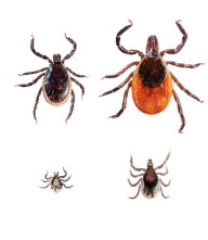 ticks