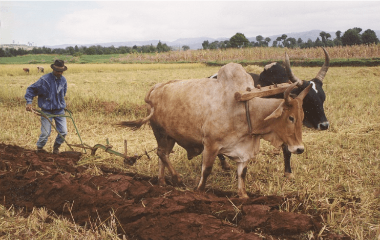 Man plowing with oxen in a field