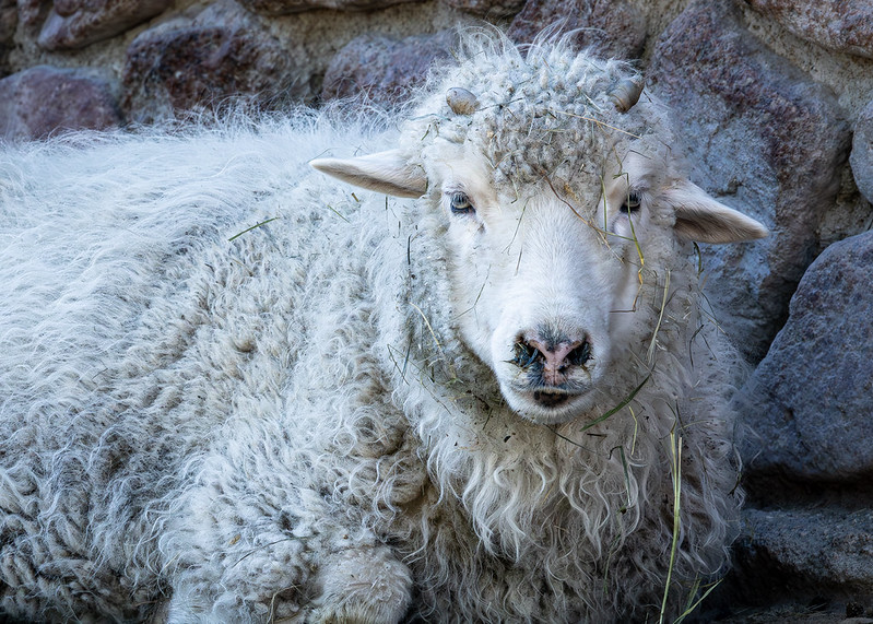 Icelandic Sheep